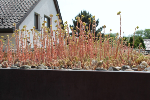 Sedum reflexum