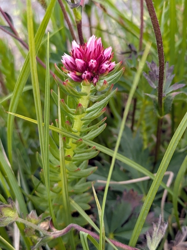 Sedum rhodanthum (Rose crown) — photo