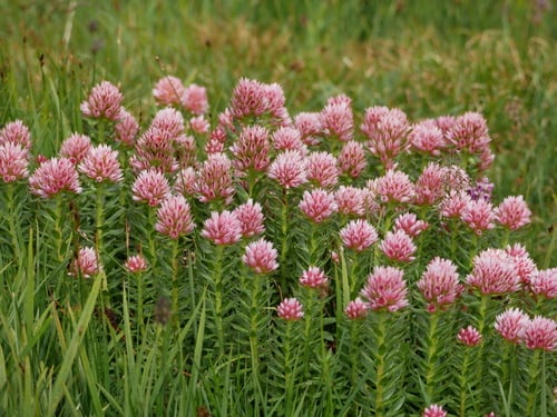 Sedum rhodanthum
