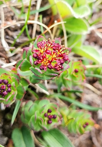 Sedum roseum (Roseroot) — photo