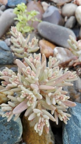 Sedum rubens (Red stonecrop) — photo