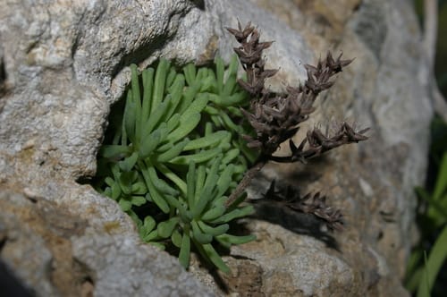 Sedum rubens (Red stonecrop) — photo