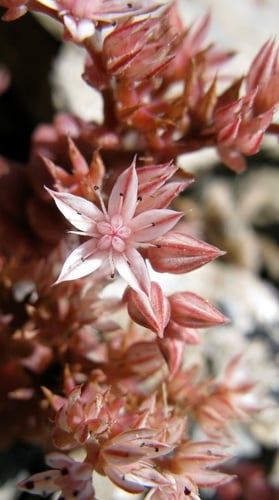 Sedum rubens