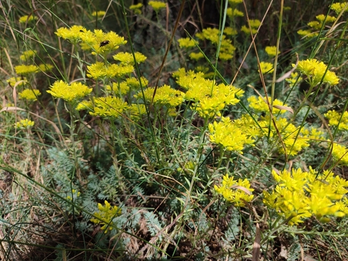 Sedum rupestre