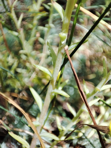 Sedum rupestre (Crooked yellow stonecrop) — photo