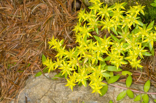 Sedum sarmentosum (Stringy Stonecrop) — photo