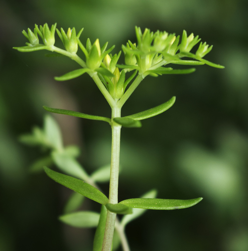 Sedum sarmentosum (Stringy Stonecrop) — photo