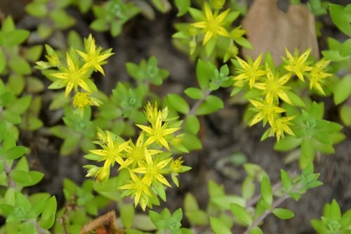 Sedum sarmentosum