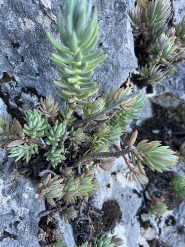 Sedum sediforme — photo