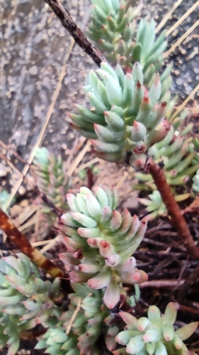 Sedum sediforme — photo
