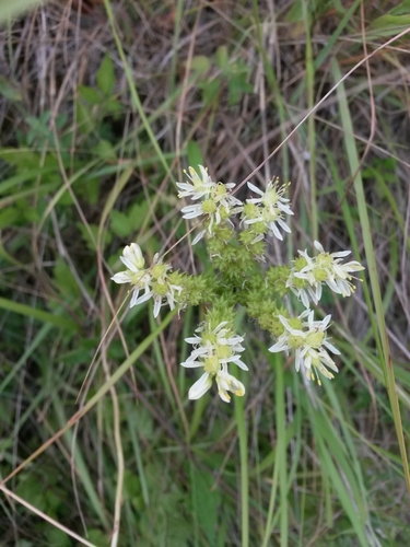 Sedum sediforme