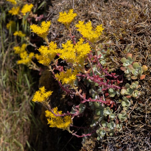 Sedum spathulifolium (Broadleaf stonecrop) — photo