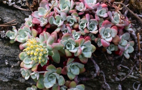 Sedum spathulifolium (Broadleaf stonecrop) — photo