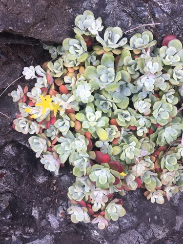 Sedum spathulifolium