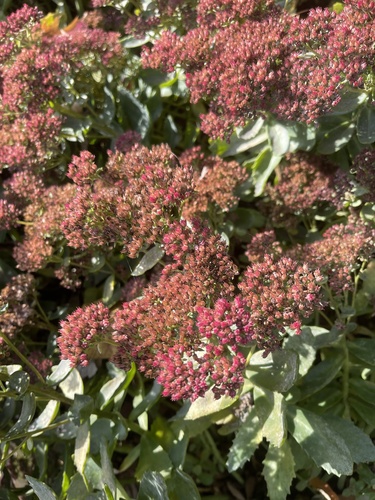 Sedum spectabile (Ice plant) — photo