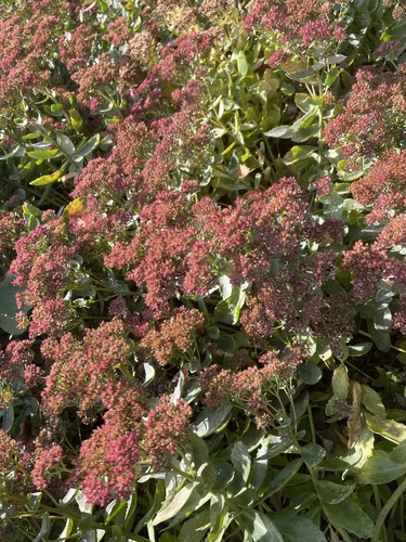 Sedum spectabile (Ice plant) — photo