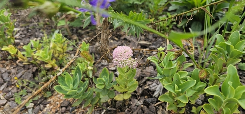 Sedum spectabile