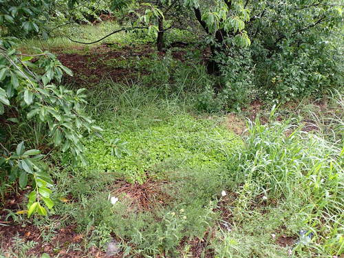 Sedum spurium (Caucasian stonecrop) — photo
