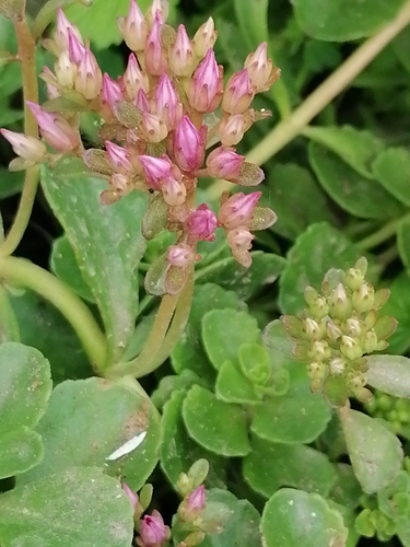 Sedum spurium (Caucasian stonecrop) — photo