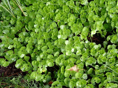 Sedum spurium