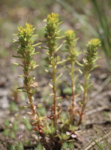 Sedum stenopetalum (Wormleaf stonecrop) — photo