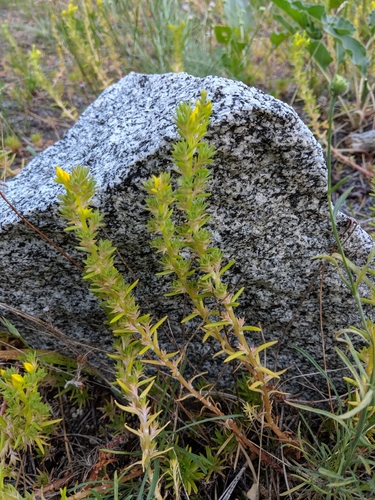 Sedum stenopetalum (Wormleaf stonecrop) — photo