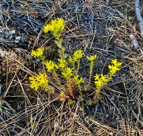 Sedum stenopetalum