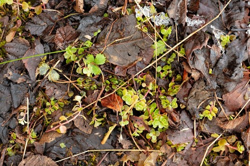 Sedum stoloniferum (Stolon Stonecrop) — photo