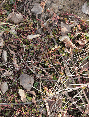 Sedum stoloniferum (Stolon Stonecrop) — photo