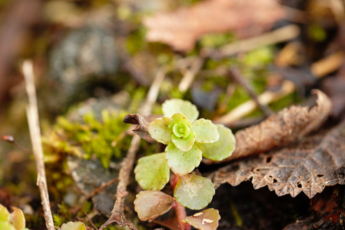 Sedum stoloniferum