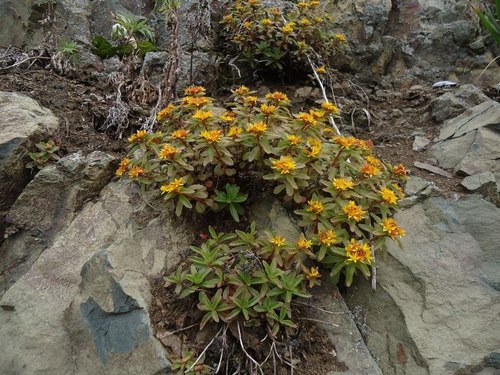 Sedum takesimense