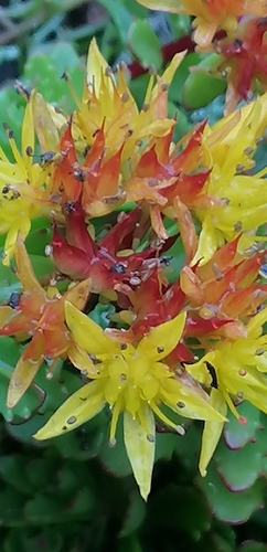 Sedum takesimense — photo