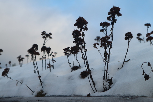Sedum telephium (Live-forever) — photo