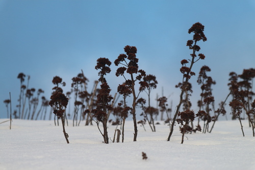 Sedum telephium