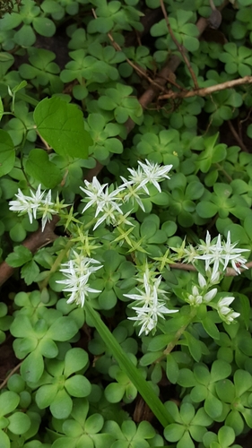 Sedum ternatum (Mountain stonecrop) — photo