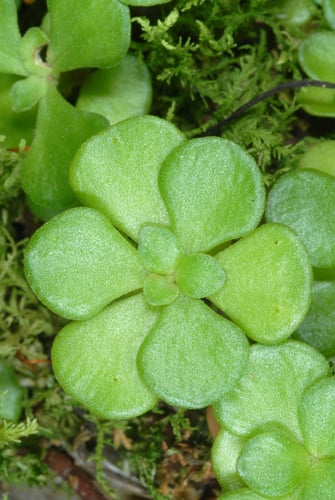 Sedum ternatum (Mountain stonecrop) — photo