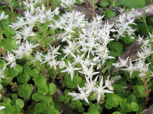 Sedum ternatum