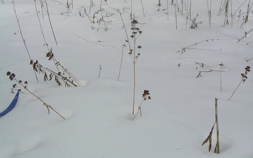 Sedum verticillatum — photo