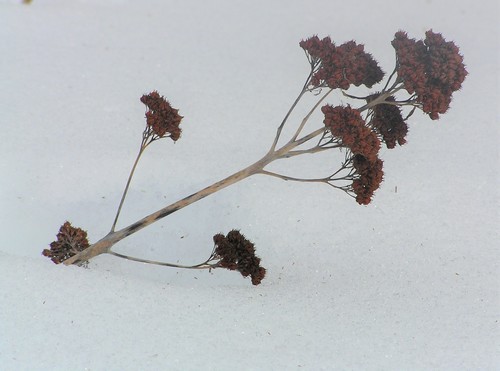 Sedum verticillatum — photo