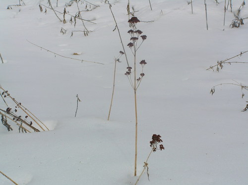 Sedum verticillatum