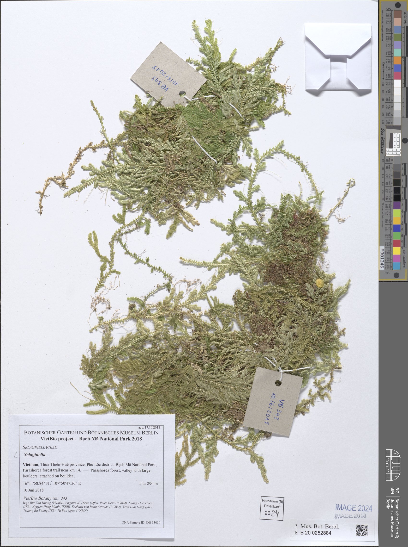 Selaginella biformis (Husum-ow) — photo