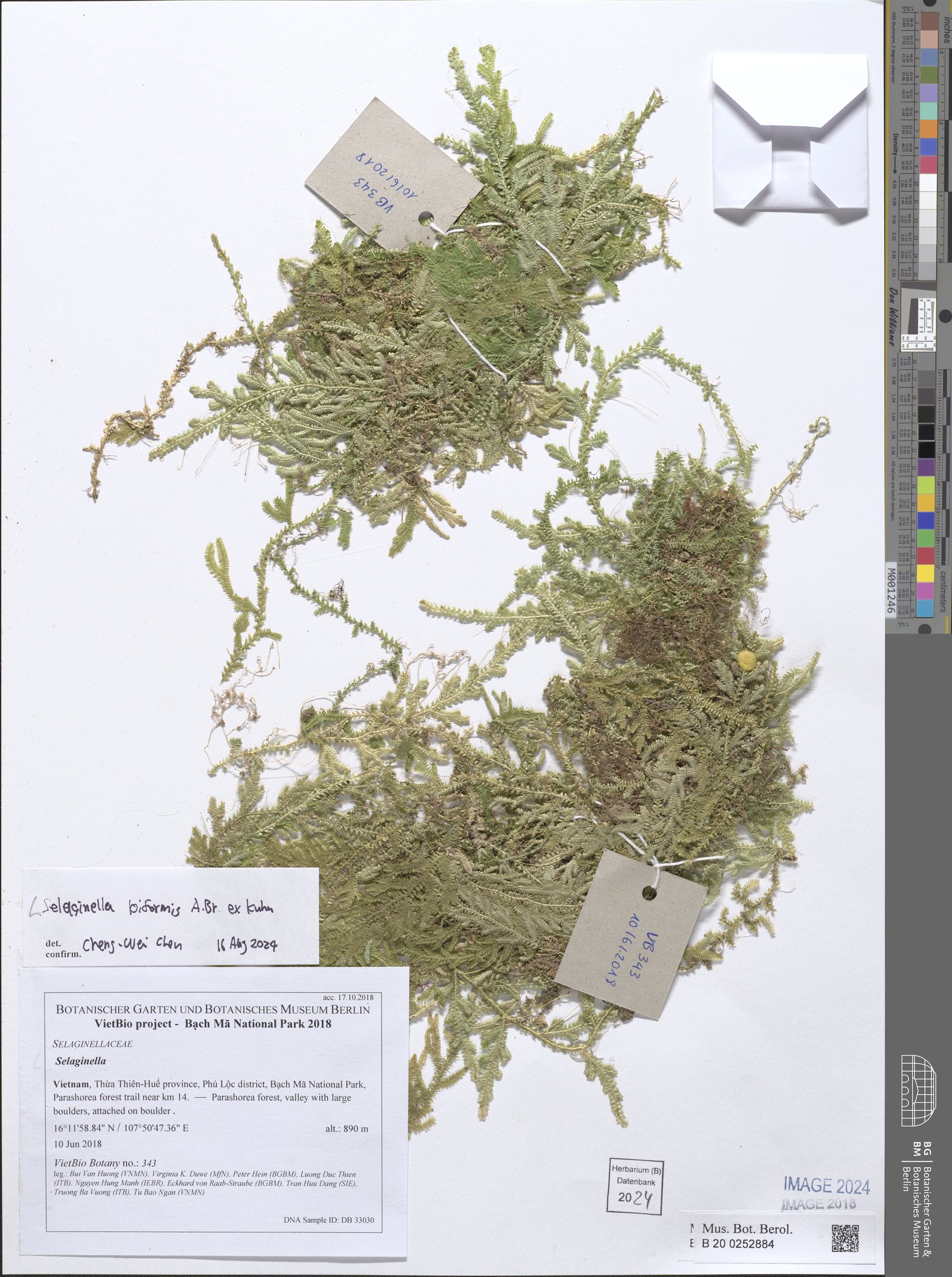 Selaginella biformis (Husum-ow) — photo