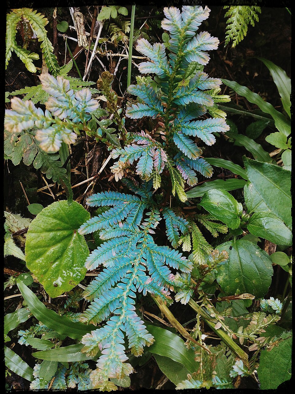 Selaginella caudata