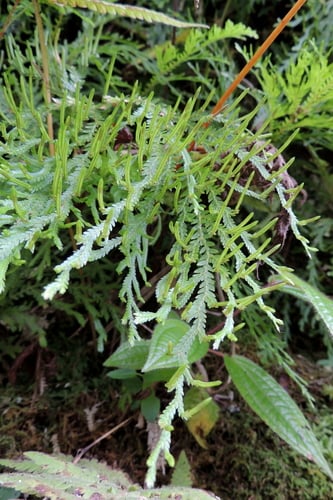 Selaginella galeottii — photo