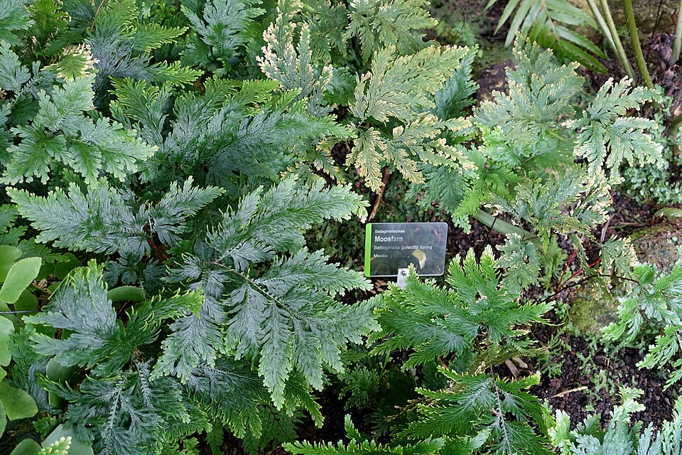 Selaginella galeottii — photo