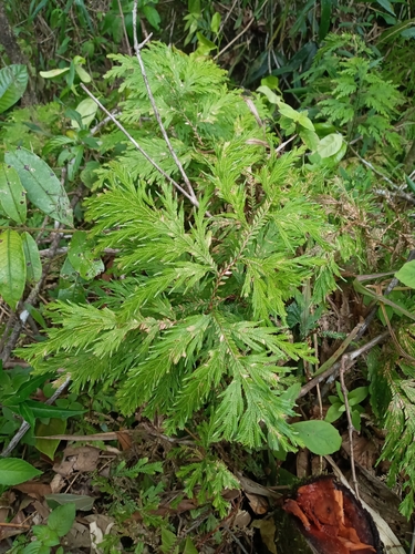 Selaginella galeottii