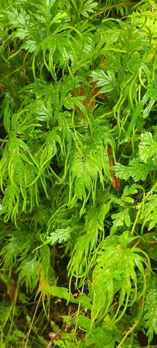 Selaginella plana (Asian spikemoss) — photo