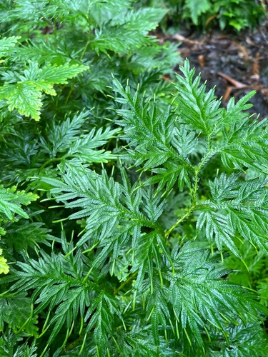 Selaginella plana (Asian spikemoss) — photo