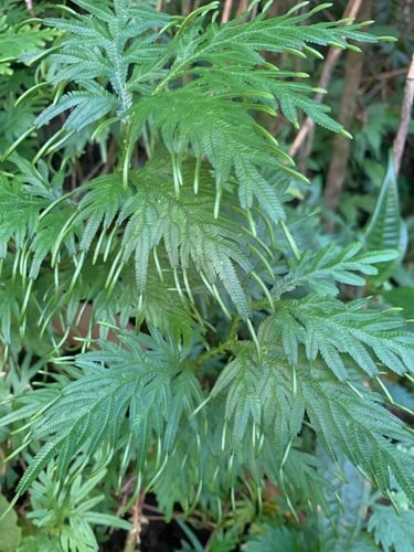 Selaginella plana