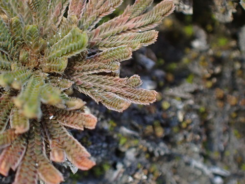 Selaginella tamariscina — photo
